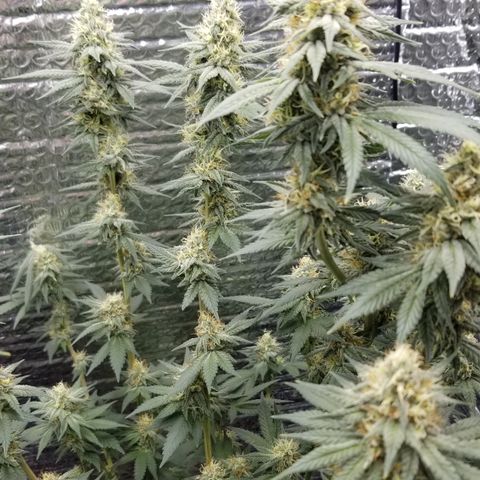 Critical Cheese growlog timeline photo