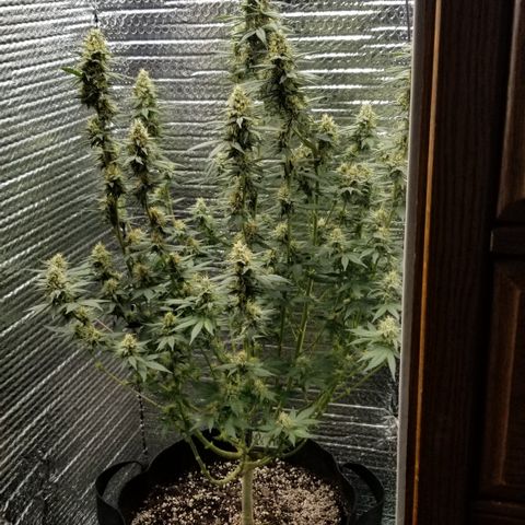 Critical Cheese growlog timeline photo