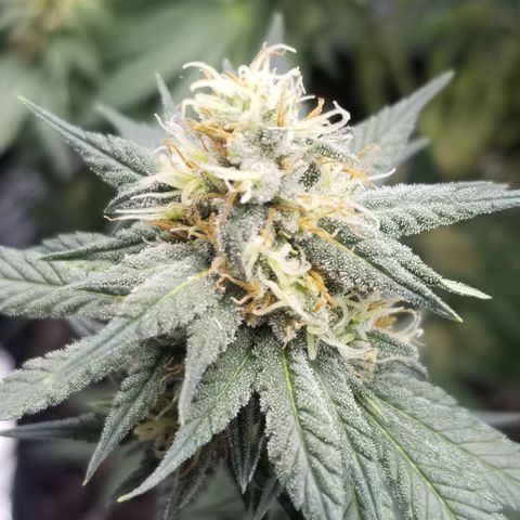 Critical Cheese growlog timeline photo