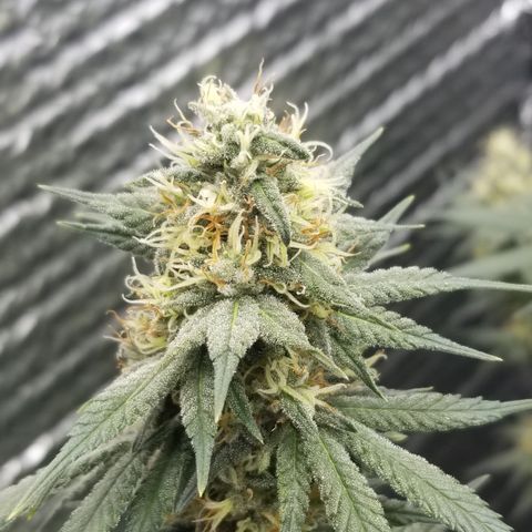Critical Cheese growlog photo: RH 40% 
Temperature 74°F