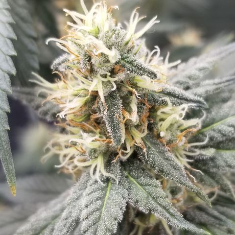 Critical Cheese growlog photo: RH 40% 
Temperature 74°F