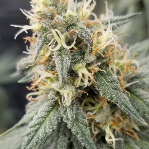 Critical Cheese growlog photo: RH 40% 
Temperature 74°F