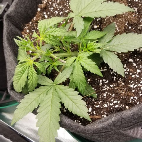 Bruce Banner growlog photo: Some LST on Bruce 