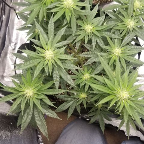 GMOxRootbeer #1 growlog timeline photo