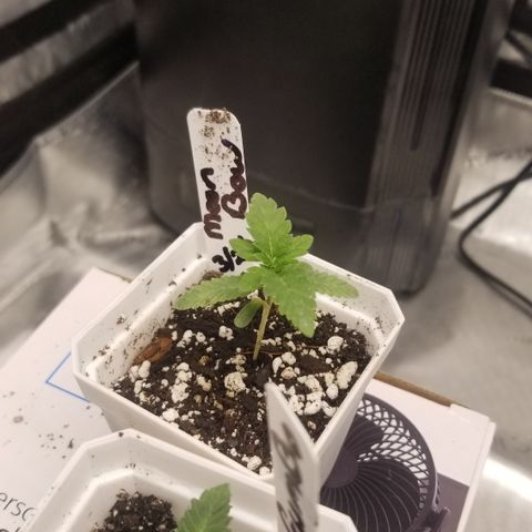 Moonbow growlog timeline photo