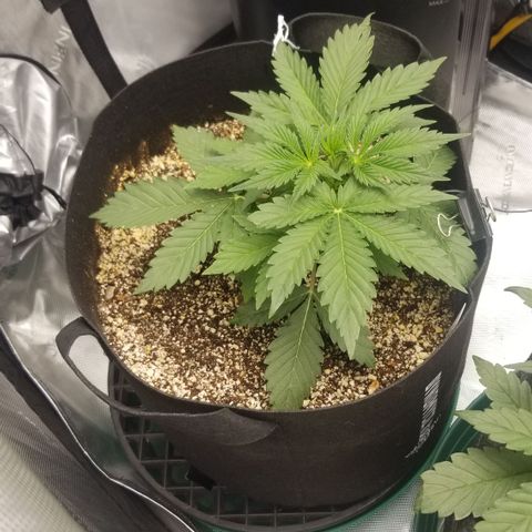 Bruce Banner growlog timeline photo