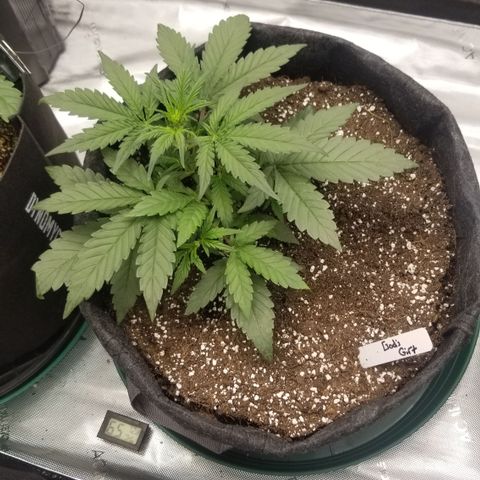 Gods Gift Autoflower growlog timeline photo