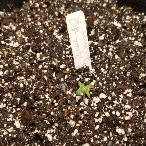Bruce Banner Autoflower  growlog photo