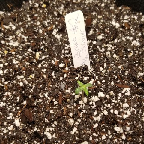 Bruce Banner Autoflower  growlog photo