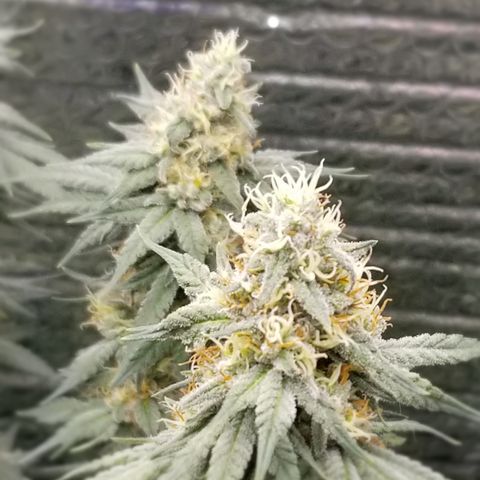 Critical Cheese growlog timeline photo