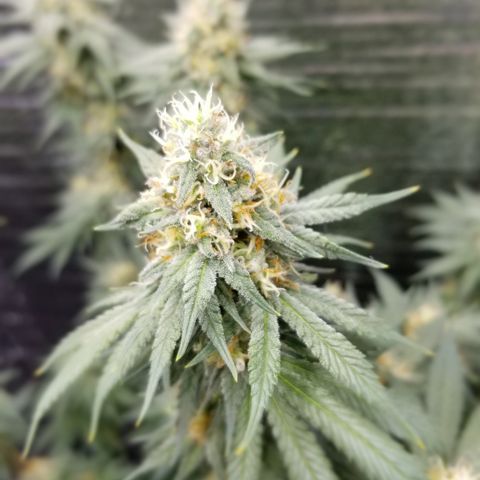 Critical Cheese growlog timeline photo