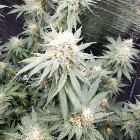 Critical Cheese growlog timeline photo