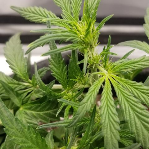 Gods Gift Autoflower growlog timeline photo