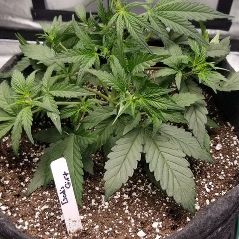 Gods Gift Autoflower growlog photo: Early flowering due to hot medium.