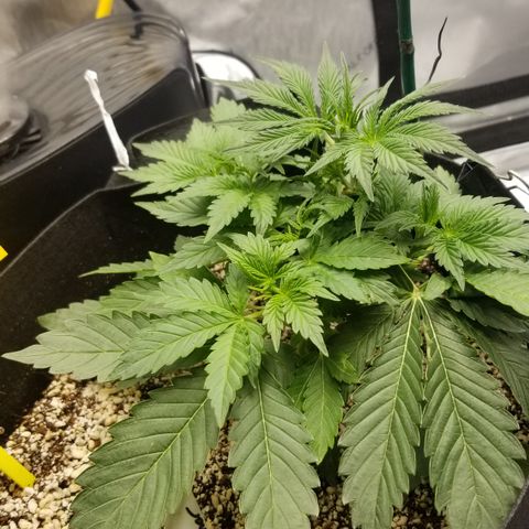 Bruce Banner growlog photo: LST