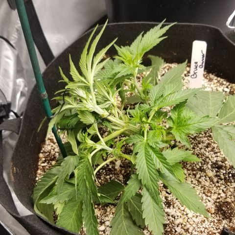 Bruce Banner growlog photo: LST