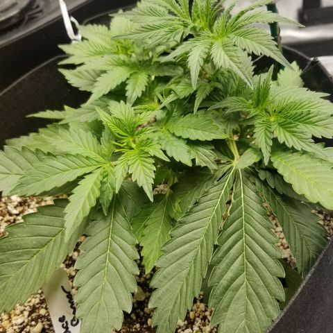 Bruce Banner growlog timeline photo