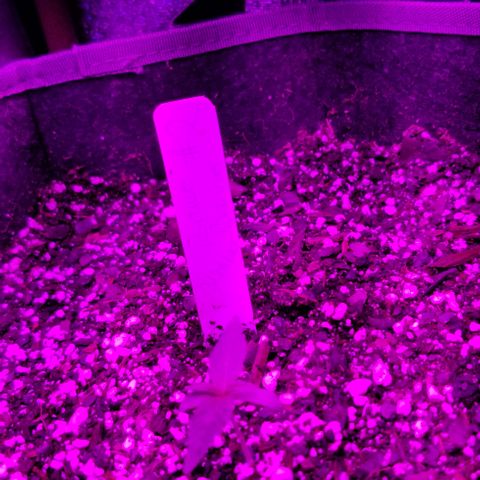 Bruce Banner Autoflower  growlog photo: Coming along nicely . This blue & red has been a perfect Par for this seedling stage and height . 
Around 200par