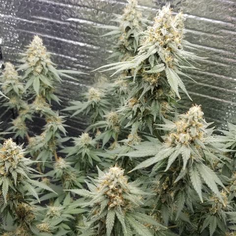 Critical Cheese growlog photo: She stank!

With spring here and this rainy weather ... humidity was way to high . Cut the ac on just to fight the humidity . 
Got RH% in the center of the plant down to about 50% right now ...better then then 73% RH it reached first thing this morning 