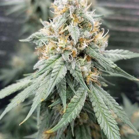 Critical Cheese growlog photo: She stank!

With spring here and this rainy weather ... humidity was way to high . Cut the ac on just to fight the humidity . 
Got RH% in the center of the plant down to about 50% right now ...better then then 73% RH it reached first thing this morning 