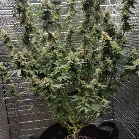Critical Cheese growlog photo: She stank!

With spring here and this rainy weather ... humidity was way to high . Cut the ac on just to fight the humidity . 
Got RH% in the center of the plant down to about 50% right now ...better then then 73% RH it reached first thing this morning 