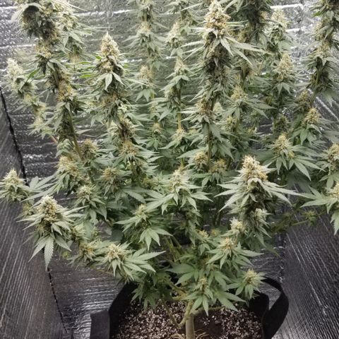Critical Cheese growlog photo: She stank!

With spring here and this rainy weather ... humidity was way to high . Cut the ac on just to fight the humidity . 
Got RH% in the center of the plant down to about 50% right now ...better then then 73% RH it reached first thing this morning 