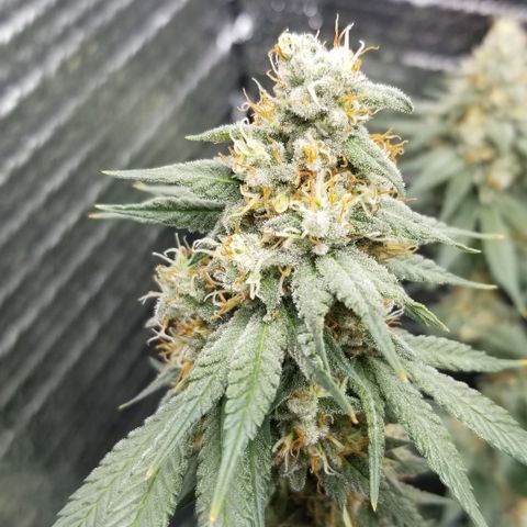 Critical Cheese growlog photo: She stank!

With spring here and this rainy weather ... humidity was way to high . Cut the ac on just to fight the humidity . 
Got RH% in the center of the plant down to about 50% right now ...better then then 73% RH it reached first thing this morning 