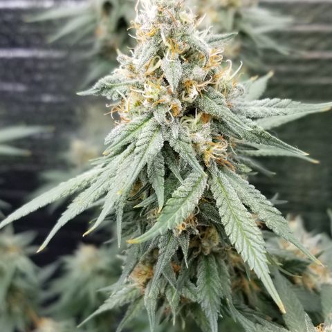 Critical Cheese growlog photo: She stank!

With spring here and this rainy weather ... humidity was way to high . Cut the ac on just to fight the humidity . 
Got RH% in the center of the plant down to about 50% right now ...better then then 73% RH it reached first thing this morning 