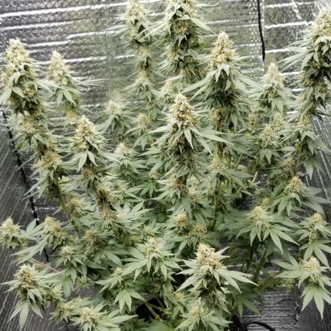 Critical Cheese growlog photo: She stank!

With spring here and this rainy weather ... humidity was way to high . Cut the ac on just to fight the humidity . 
Got RH% in the center of the plant down to about 50% right now ...better then then 73% RH it reached first thing this morning 