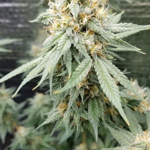 Critical Cheese growlog photo: She stank!

With spring here and this rainy weather ... humidity was way to high . Cut the ac on just to fight the humidity . 
Got RH% in the center of the plant down to about 50% right now ...better then then 73% RH it reached first thing this morning 