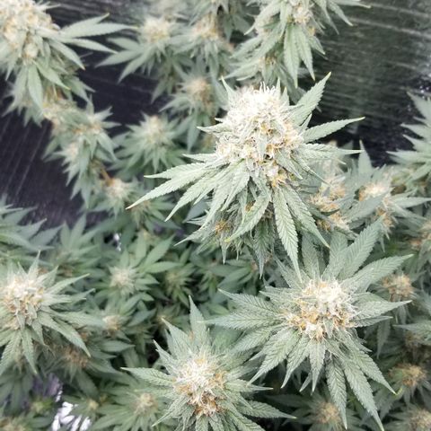 Critical Cheese growlog photo: She stank!

With spring here and this rainy weather ... humidity was way to high . Cut the ac on just to fight the humidity . 
Got RH% in the center of the plant down to about 50% right now ...better then then 73% RH it reached first thing this morning 