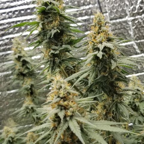 Critical Cheese growlog photo: She stank!

With spring here and this rainy weather ... humidity was way to high . Cut the ac on just to fight the humidity . 
Got RH% in the center of the plant down to about 50% right now ...better then then 73% RH it reached first thing this morning 