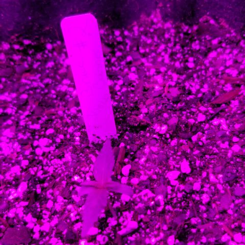 Bruce Banner Autoflower  growlog timeline photo