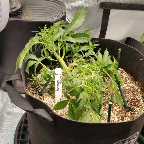 Bruce Banner growlog timeline photo