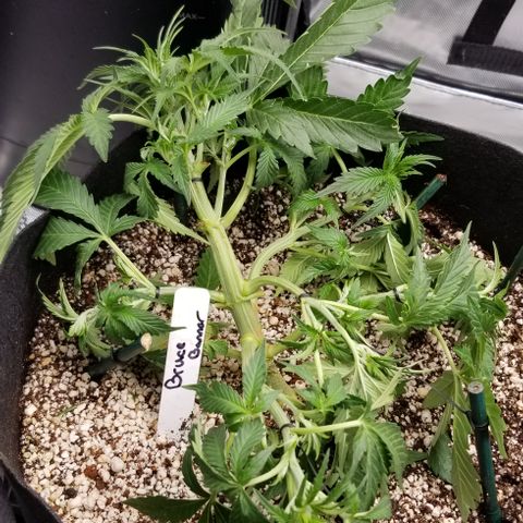 Bruce Banner growlog timeline photo