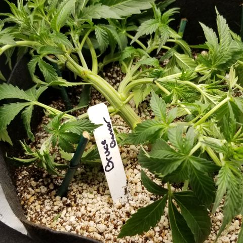 Bruce Banner growlog timeline photo