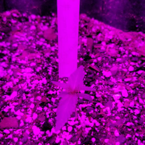 Bruce Banner Autoflower  growlog timeline photo