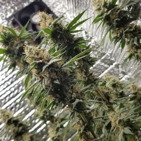 Critical Cheese growlog timeline photo