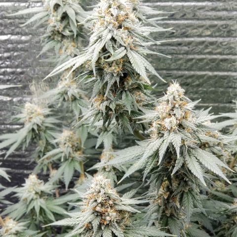 Critical Cheese growlog photo: Last day of feeding. Flushing starts Monday .