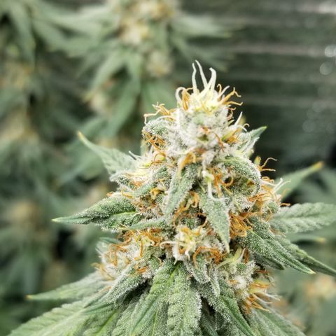 Critical Cheese growlog photo: Last day of feeding. Flushing starts Monday .