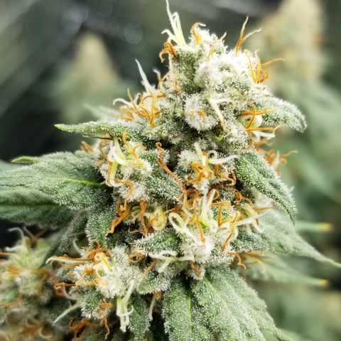 Critical Cheese growlog photo: Last day of feeding. Flushing starts Monday .