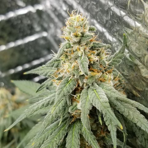 Critical Cheese growlog photo: Last day of feeding. Flushing starts Monday .