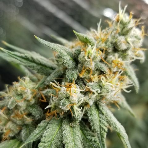 Critical Cheese growlog photo: Last day of feeding. Flushing starts Monday .