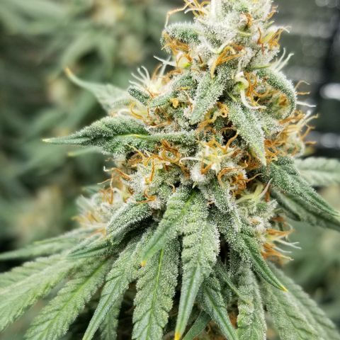 Critical Cheese growlog photo: Last day of feeding. Flushing starts Monday .