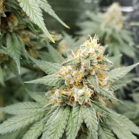 Critical Cheese growlog photo: Last day of feeding. Flushing starts Monday .