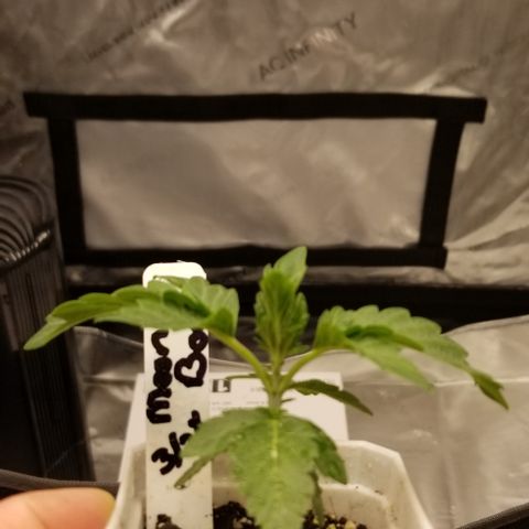 Moonbow growlog photo: Repotting into a 3gallon pot tomorrow 