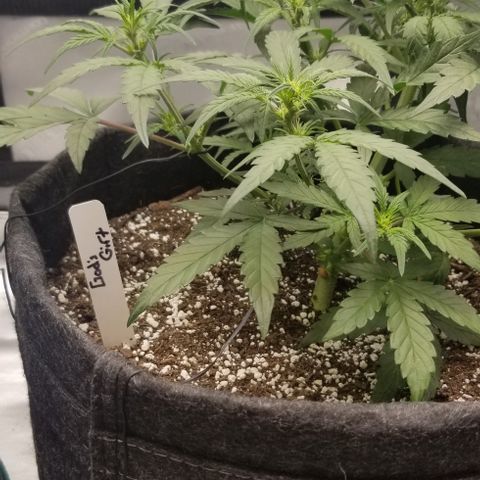 Gods Gift Autoflower growlog photo: Hot soil has caused early flower and what seems to be very loose grassy smelling colas 