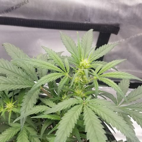 Gods Gift Autoflower growlog photo: Hot soil has caused early flower and what seems to be very loose grassy smelling colas 