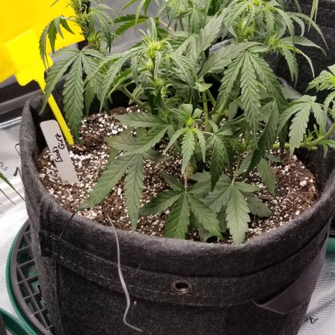 Gods Gift Autoflower growlog photo: Hot soil has caused early flower and what seems to be very loose grassy smelling colas 