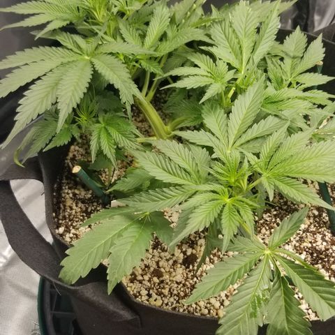 Bruce Banner growlog timeline photo